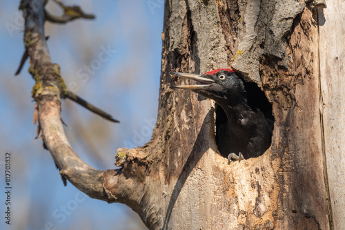 Black Woodpecker working on nesting chamber
