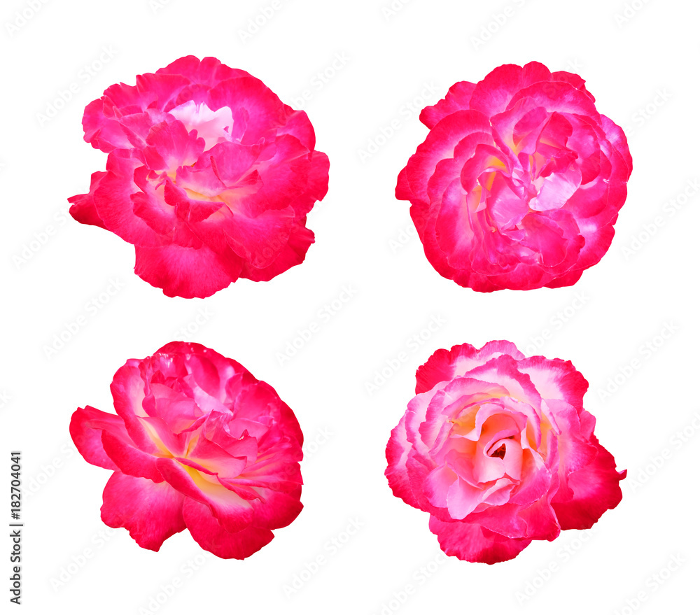Set of bright pink roses isolated on white background.