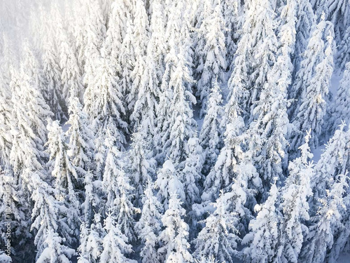 some forest trees covered entirely with snow