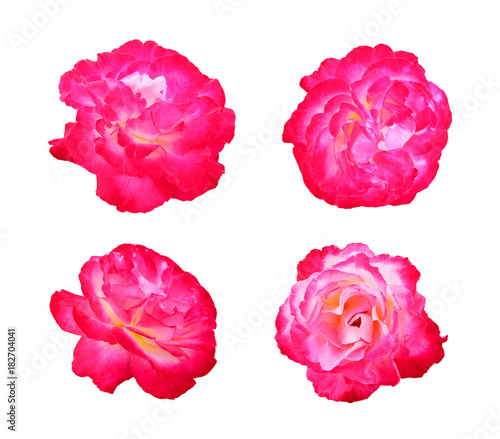 Set of bright pink roses isolated on white background. © Ollga P
