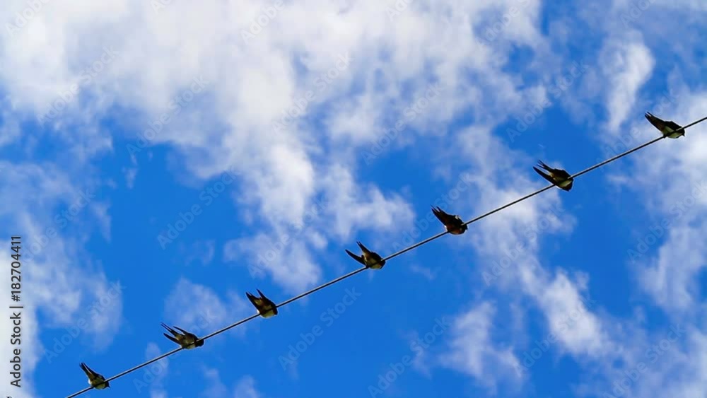 Birds on a electrical wire over blue sky. Birds on a electrical wire over blue sky.