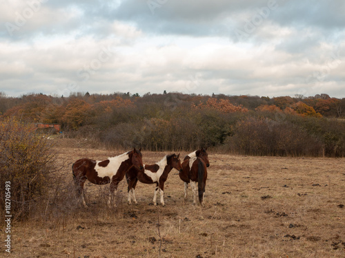 beautiful brown horses in field autumn weather stallions © Callum