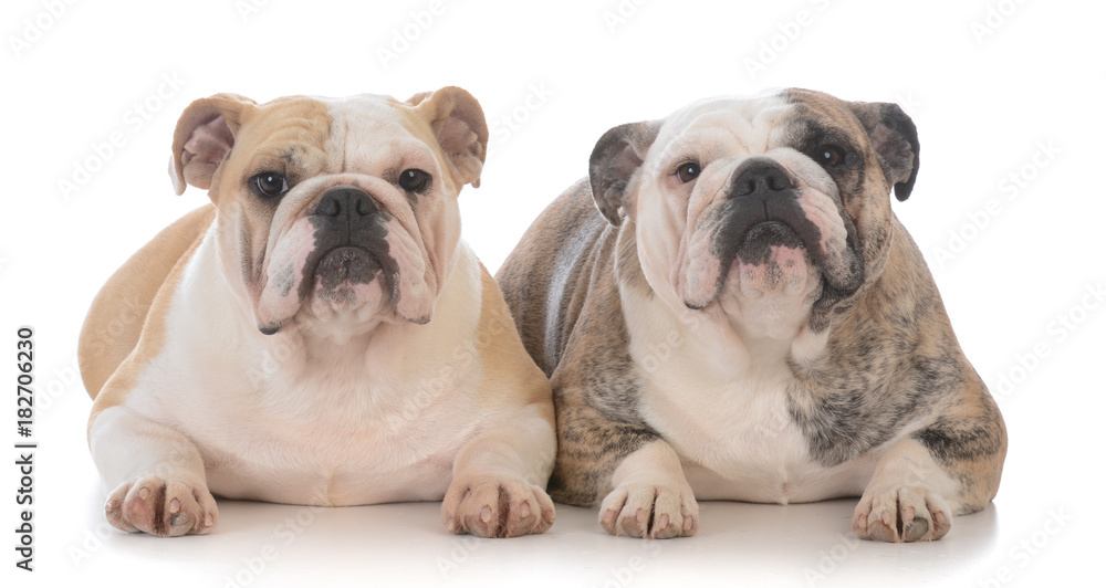 Fototapeta premium daughter and mother bulldogs