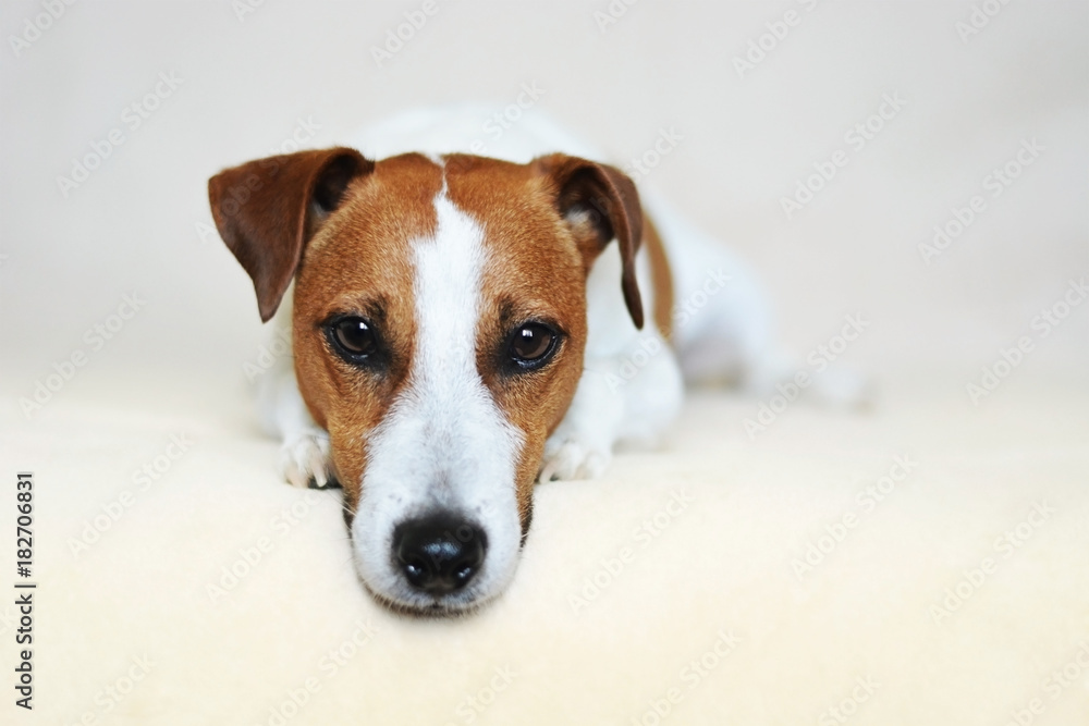 Jack Russell Terrier Dog with Sharp Puppy Dog Eyes Jack Russell Terrier Dog with Sharp Puppy Dog Eyes