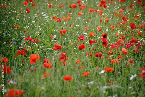 Mohnblumen in Blumenwiese   Eine Blumenwiese an einem Weidezaun mit Kornblumen und Klatschmohn.