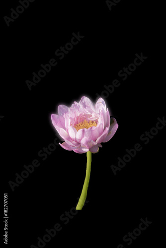 Bright colored lotus on black background.