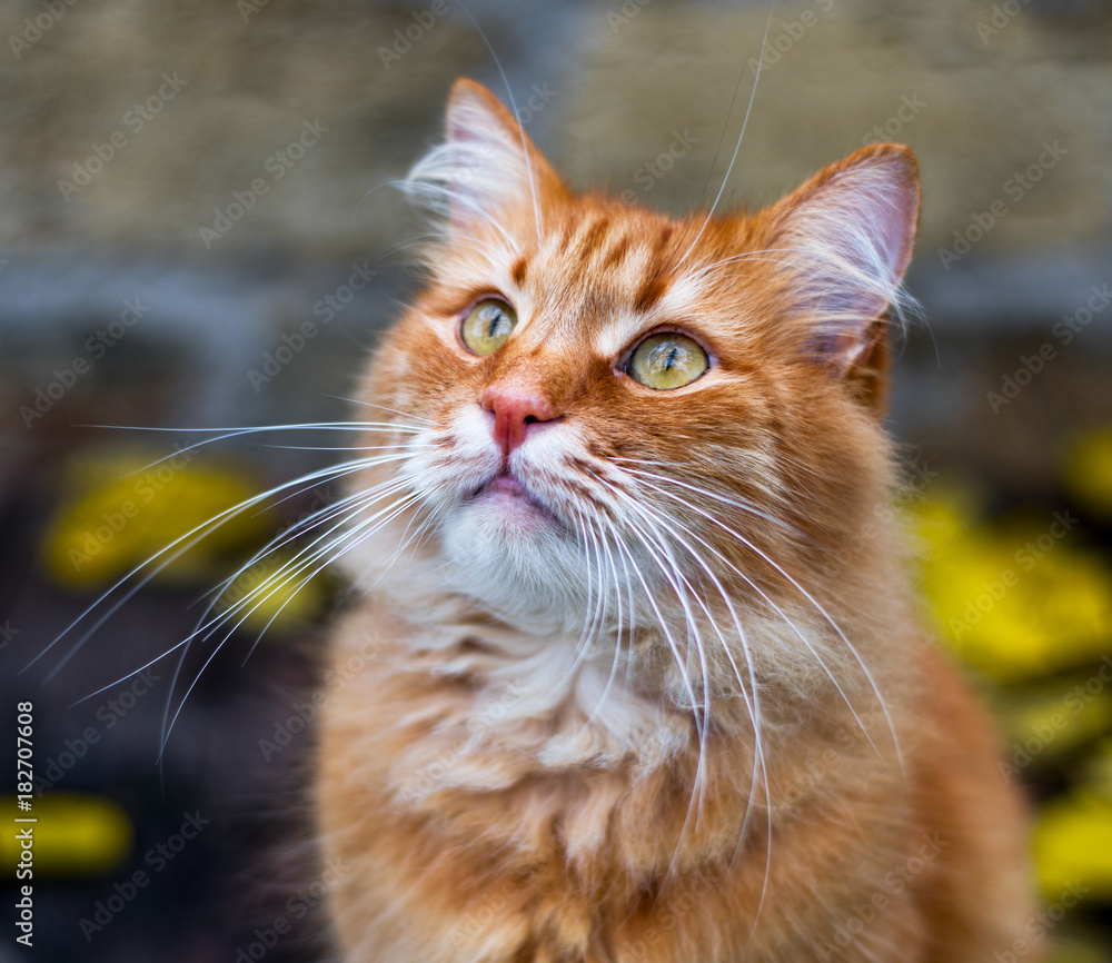 portrait of a fluffy red cat on the street portrait of a fluffy red cat on the street