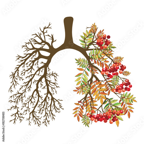 Human lungs. Respiratory system. Healthy lungs. Light in the form of a tree. Line art. Drawing by hand. Medicine.