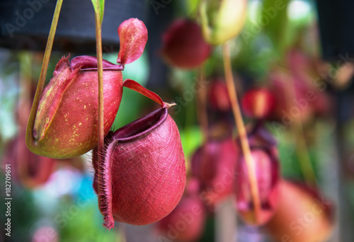 Nepenthes, Tropical pitcher plants and monkey cups.