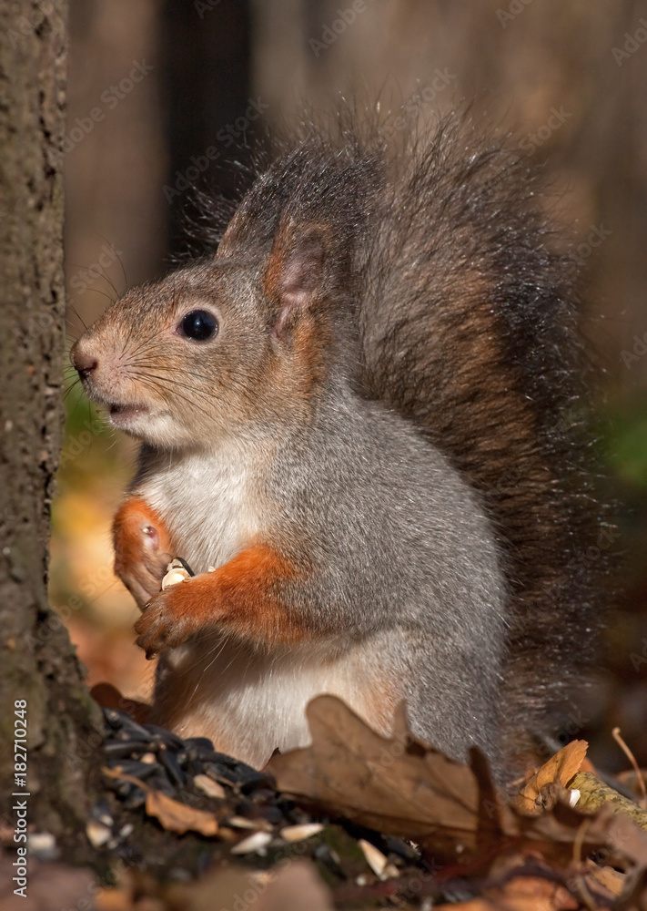 Eurasian red squirrel (Sciurus vulgaris) Eurasian red squirrel (Sciurus vulgaris)