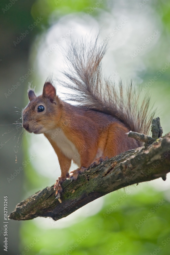 Eurasian red squirrel (Sciurus vulgaris) Eurasian red squirrel (Sciurus vulgaris)