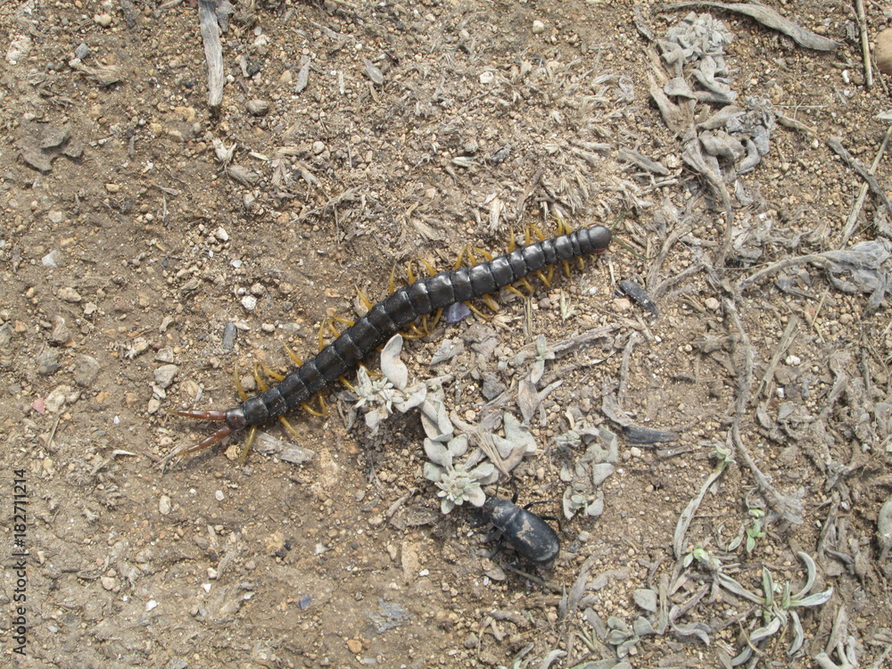 large colorful scolopendra take2 large colorful scolopendra take2