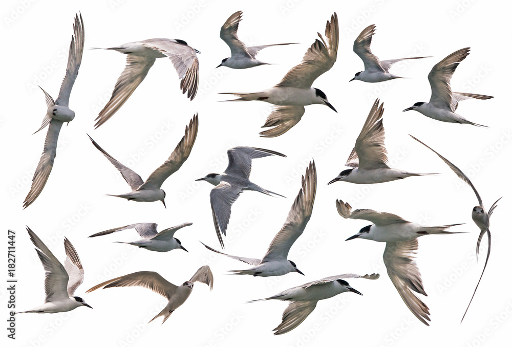 Fototapeta premium a set of white flying seagulls isolated on white background..