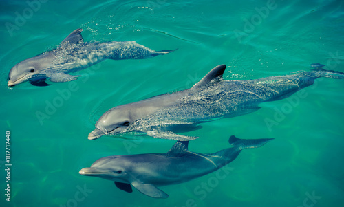 Delfine © dennis