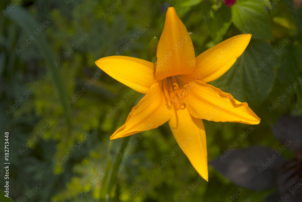 Obraz premium Orange Lilium in vivarium Guatemala.