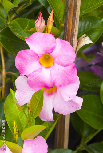 Detail wildflower in organic nursery Guatemala.