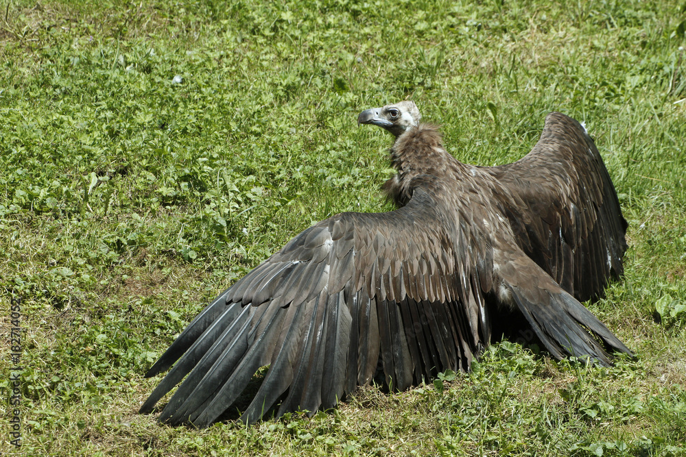 Fototapeta premium Mönchsgeier oder Kuttengeier am Boden, Aegypius monachus
