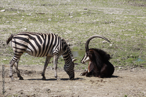 Rappenantilope und Zebra  Hippotragus niger  Equus quagga