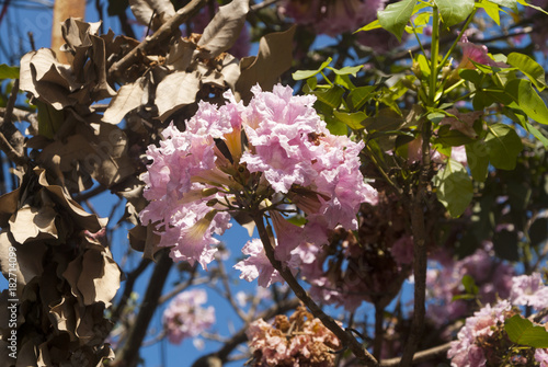 Flower Matilisguate, Tabebuia rosea (Bertol.) DC. latin america in the  Street. photo