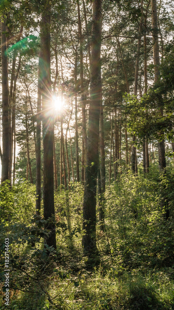 Fototapeta premium Sonne im Wald
