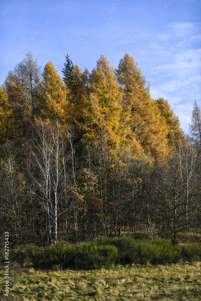 Autumn landscape, colorful leaves on the trees in the autumn season.