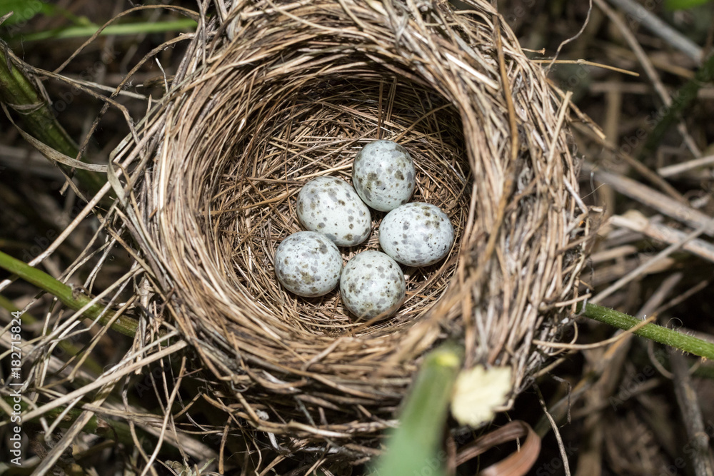 Acrocephalus palustris. The nest of the Marsh Warbler in nature. Acrocephalus palustris. The nest of the Marsh Warbler in nature.
