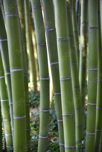 Bambous verts en été au jardin