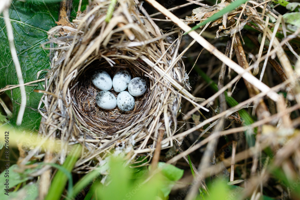 Fototapeta premium Acrocephalus palustris. The nest of the Marsh Warbler in nature.
