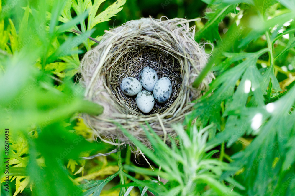 Acrocephalus palustris. The nest of the Marsh Warbler in nature. Acrocephalus palustris. The nest of the Marsh Warbler in nature.