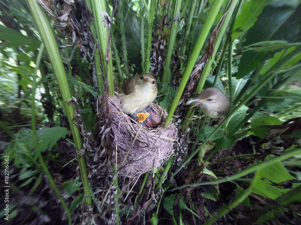 Acrocephalus palustris. The nest of the Marsh Warbler in nature. Acrocephalus palustris. The nest of the Marsh Warbler in nature.