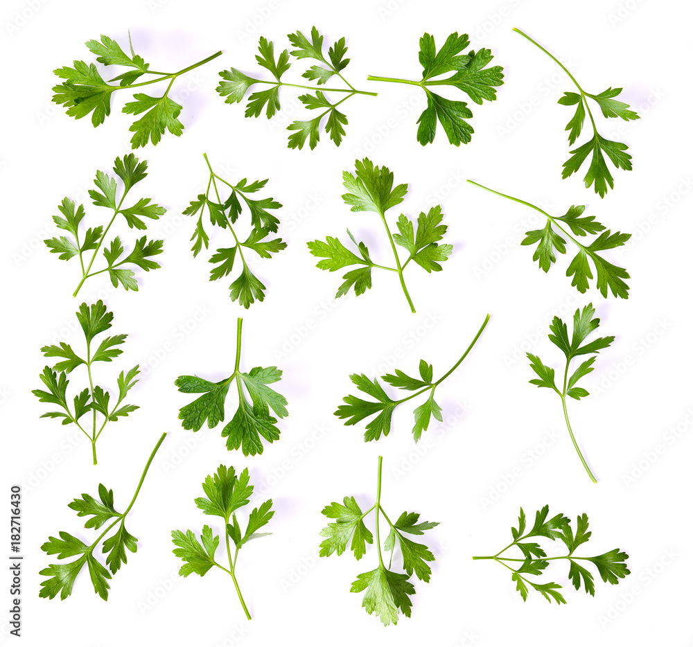Parsley herb isolated on white background Parsley herb isolated on white background