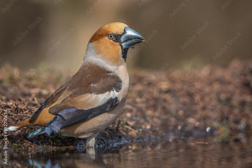 Obraz premium Hawfinch drinking