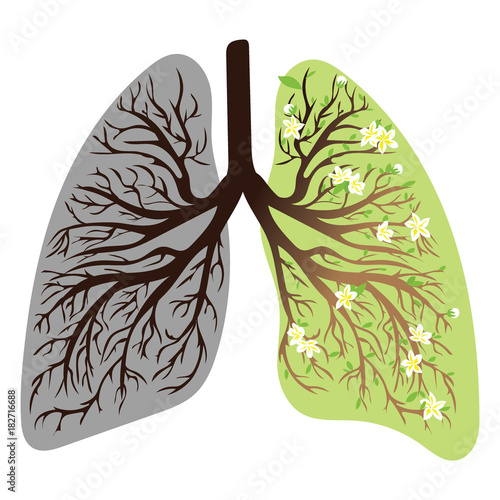 Human lungs. respiratory system. Healthy lungs. Light in the form of a tree. Line art. Drawing by hand. Medicine.