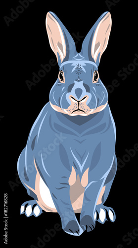 Image of a rabbit