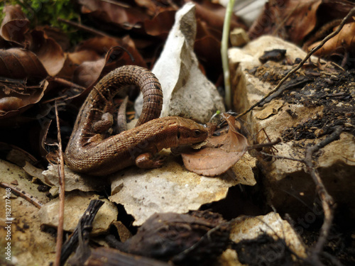 Lizard