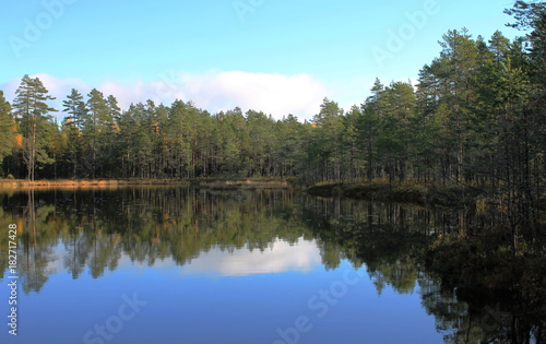 Forest Near a Small Lake