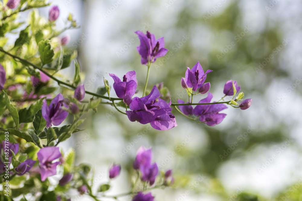 bouquet of Bougainvillea flowers on background blur. bouquet of Bougainvillea flowers on background blur.