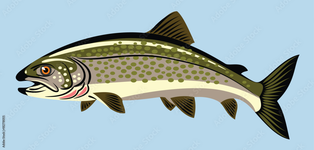 Fototapeta premium Images of trout fish