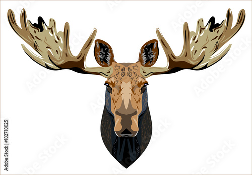 Portrait of a horned elk