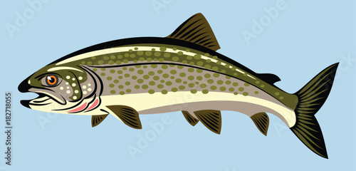 Images of trout fish photo