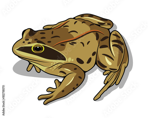 Images of a frog