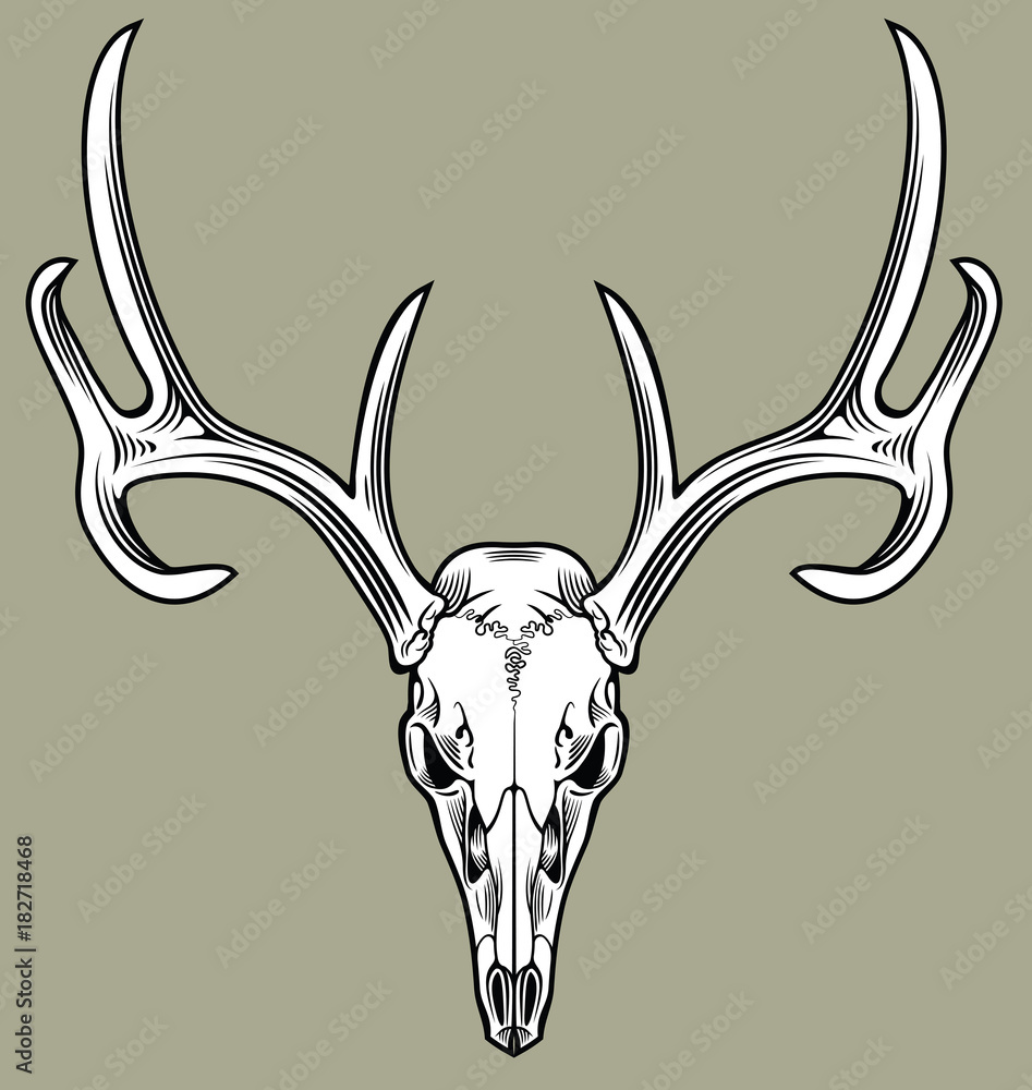 Naklejka premium horned deer skull