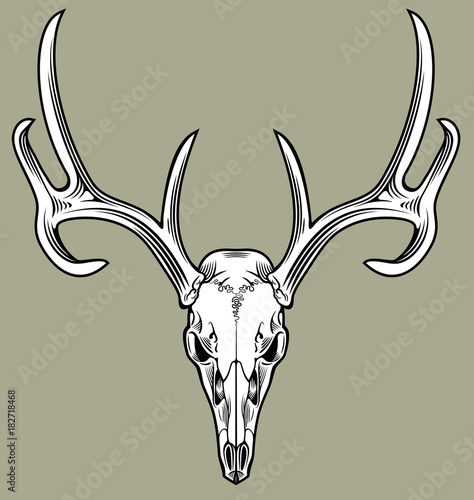 horned deer skull