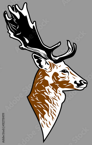 Portrait of a forest deer