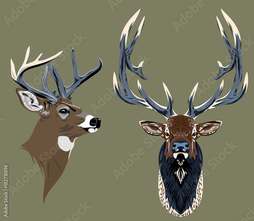 Portrait of a forest deer