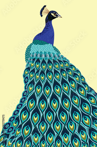 Portrait of a peacock with a beautiful tail