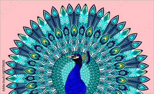 Peacock with beautiful open tail