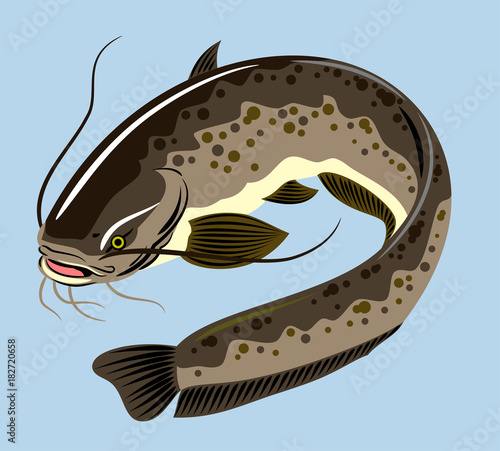 Image of a catfish