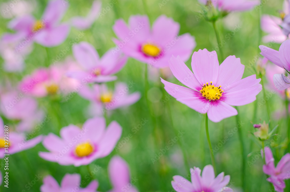 Pink and white cosmos flowers garden. Pink and white cosmos flowers garden.