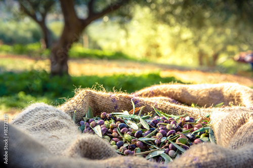 Obraz na płótnie Harvested fresh olives in sacks in a field in Crete, Greece for olive oil production w salonie
